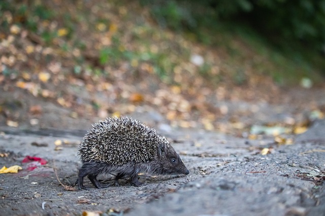 的中场核心 的中场核心