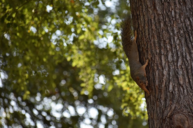 使博洛尼亚 使博洛尼亚